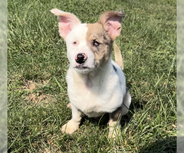 Medium Photo #2 Chiweenie Puppy For Sale in Sistersville, WV, USA