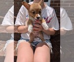 Puppy Puppy 5 Pembroke Welsh Corgi