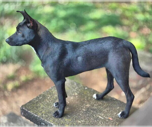 Medium Photo #3 Jack Russell Terrier Puppy For Sale in Rutherfordton, NC, USA