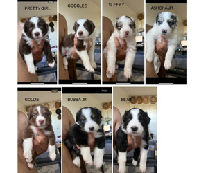 Border-Aussie Litter for sale in CARLSBAD, CA, USA