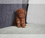 Small Photo #2 Poodle (Miniature) Puppy For Sale in WASHINGTON, DC, USA
