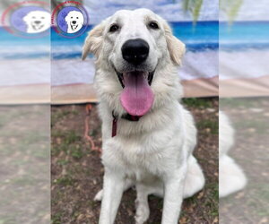 Great Pyrenees Dogs for adoption in Spring, TX, USA