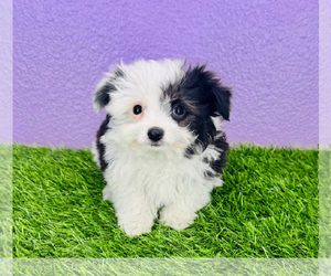 Aussie-Poo Puppy for sale in MILTON, WA, USA