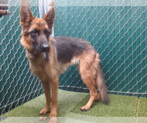German Shepherd Dog Dogs for adoption in Downey, CA, USA