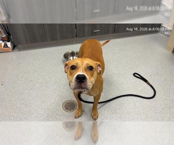 Medium Photo #1 American Pit Bull Terrier-Unknown Mix Puppy For Sale in Ocala, FL, USA