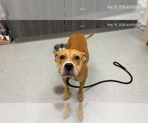 American Pit Bull Terrier-Unknown Mix Dogs for adoption in Ocala, FL, USA