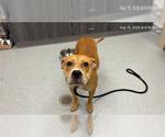 Small American Pit Bull Terrier Mix