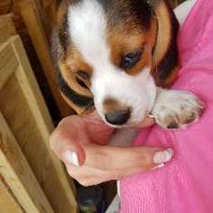 Beagle Puppy for sale in LINCOLN, TX, USA