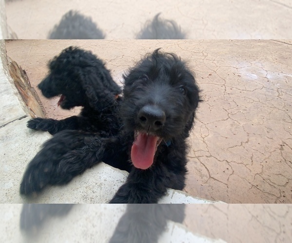 Medium Photo #3 Goldendoodle Puppy For Sale in MANSFIELD, TX, USA