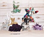Small #4 Chihuahua