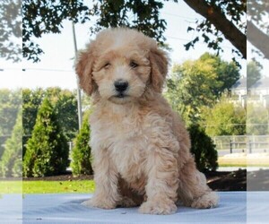 Mini Whoodle (Wheaten Terrier/Miniature Poodle) Puppy for sale in GAP, PA, USA