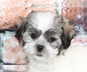 Zuchon Puppy for sale in BEL AIR, MD, USA