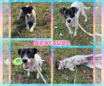 Small #1 Border Collie-Pointer Mix