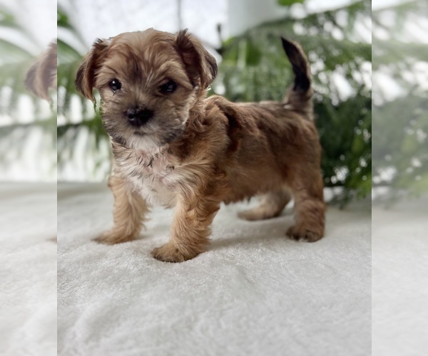 Medium Photo #6 Morkie Puppy For Sale in ROCK STREAM, NY, USA