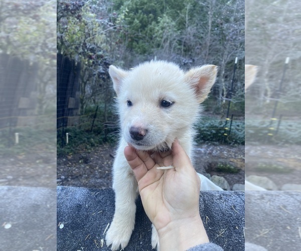 Medium Photo #2 Gerberian Shepsky Puppy For Sale in MAD RIVER, CA, USA