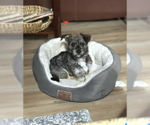 Small #8 Border Terrier Mix
