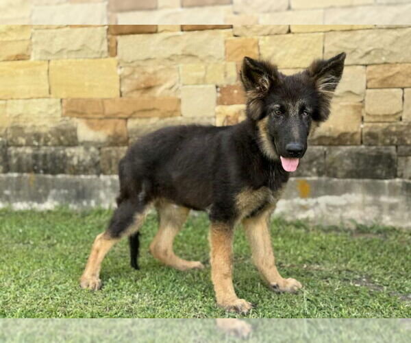 Medium Photo #5 German Shepherd Dog-Unknown Mix Puppy For Sale in PIPE CREEK, TX, USA