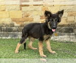 Small #4 German Shepherd Dog Mix