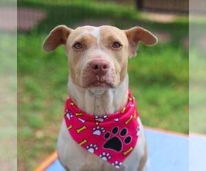 American Staffordshire Terrier-Unknown Mix Dogs for adoption in San Antonio, TX, USA