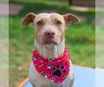 Small American Staffordshire Terrier Mix