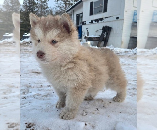 Medium Photo #1 Alaskan Malamute Puppy For Sale in CRIVITZ, WI, USA