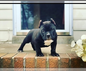 American Bully Puppy for sale in CHESTER, VA, USA