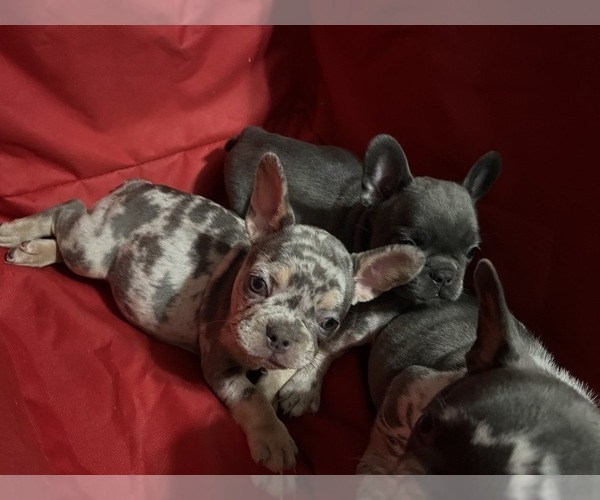 Medium Photo #2 English Bulldog Puppy For Sale in MIRA LOMA, CA, USA