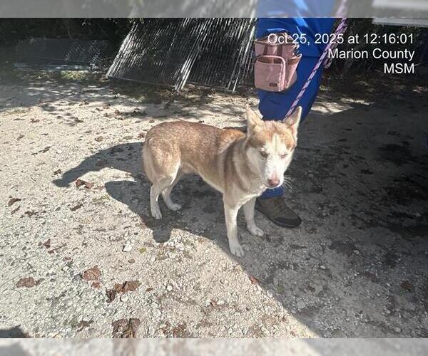 Medium Photo #1 Siberian Husky Puppy For Sale in Ocala, FL, USA