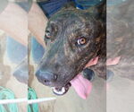 Small #7 Dutch Shepherd  Mix