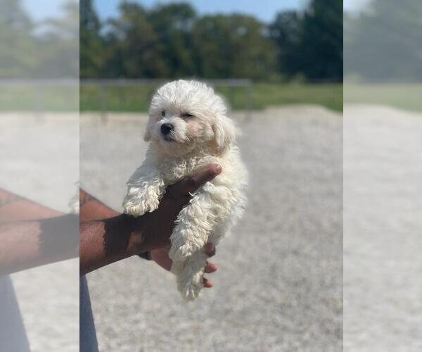 Medium Photo #1 Bichon Frise Puppy For Sale in HAMPTON, GA, USA