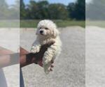 Small Photo #1 Bichon Frise Puppy For Sale in HAMPTON, GA, USA