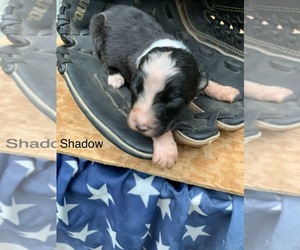 Australian Shepherd Puppy for sale in ARBA, IN, USA