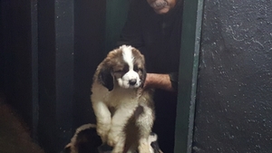 Saint Bernard Puppy for sale in New York, NY, USA