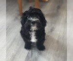 Small Morkie Poo (Toy)