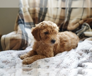 Medium Goldendoodle (Miniature)