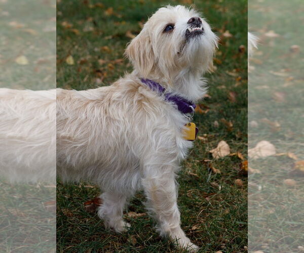 Medium Photo #8 Maltipoo (Miniature) Puppy For Sale in Princeton, MN, USA