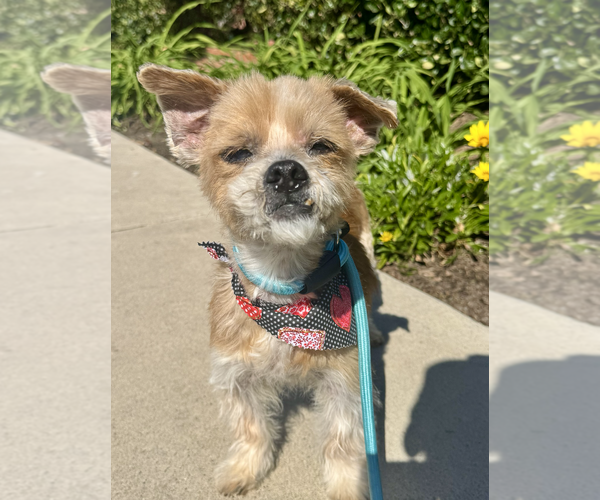 Medium Photo #3 Mutt Puppy For Sale in Newport Beach, CA, USA