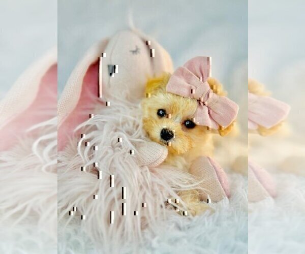 Medium Photo #16 Poodle (Toy) Puppy For Sale in BOSTON, MA, USA