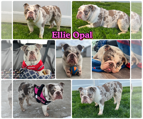 Medium Photo #1 English Bulldog Puppy For Sale in SPENCERPORT, NY, USA
