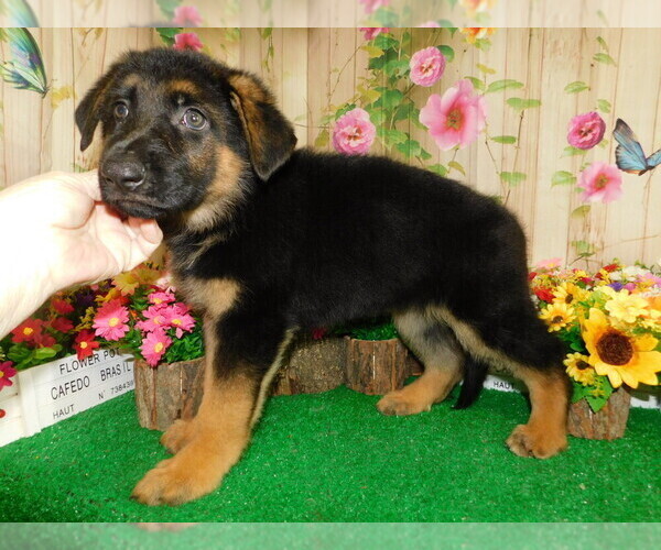 Medium Photo #5 German Shepherd Dog Puppy For Sale in HAMMOND, IN, USA