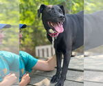 Small #10 Labrador Retriever Mix