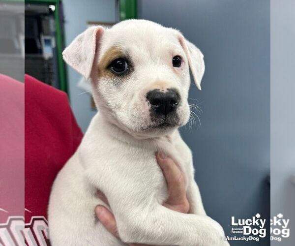 Medium Photo #3 Labrador Retriever-Unknown Mix Puppy For Sale in Washington, DC, USA