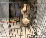 Small #1 American Pit Bull Terrier