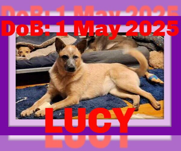 Medium Photo #2 Mutt Puppy For Sale in Sebec, ME, USA