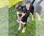 Small #1 Labrador Retriever Mix