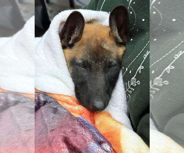 Medium Photo #1 Mutt Puppy For Sale in Imlay City, MI, USA