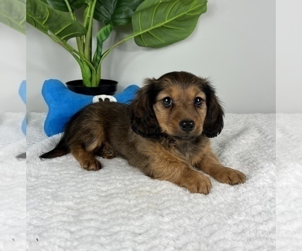 Medium Photo #4 Dachshund Puppy For Sale in FRANKLIN, IN, USA