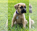 Small #2 American Pit Bull Terrier-Black Mouth Cur Mix