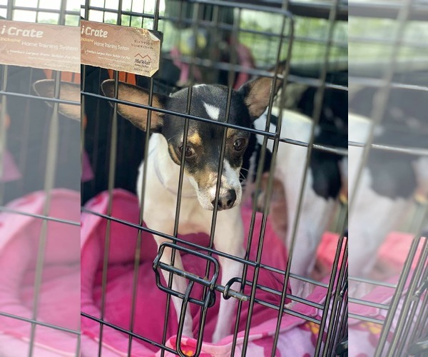 Medium Photo #5 Rat-Cha Puppy For Sale in Princeton, MN, USA