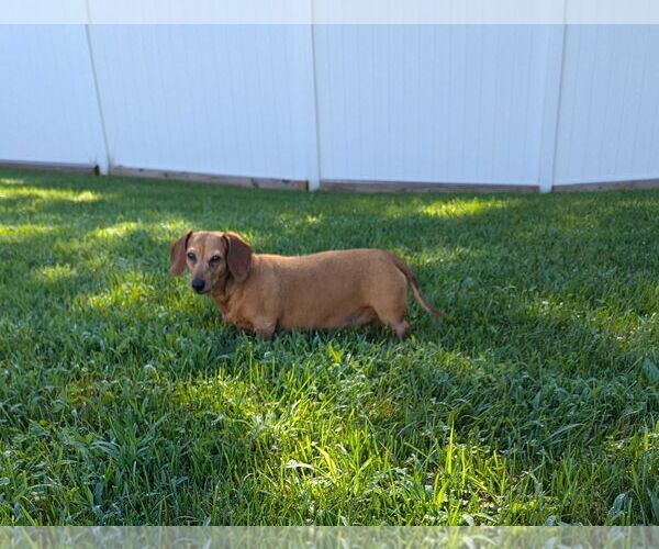 Medium Photo #3 Dachshund Puppy For Sale in Shelbyville, TN, USA